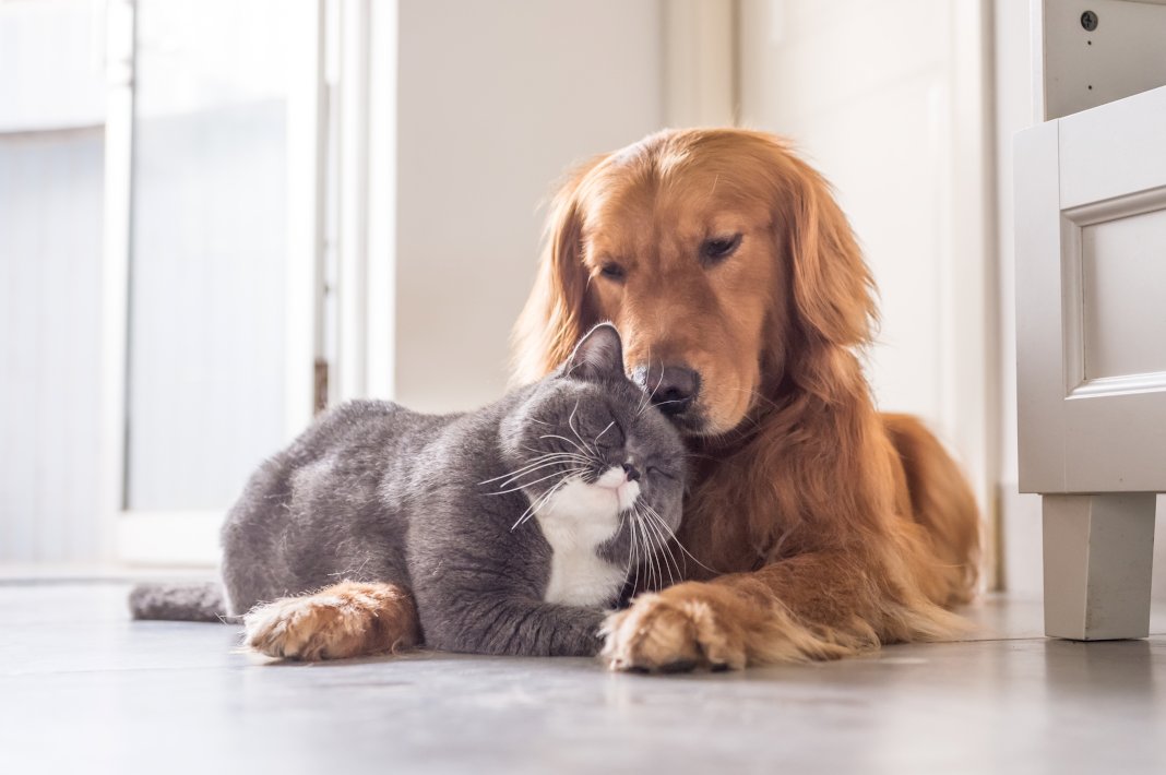 5 tips to ensure the best life for your pets at home