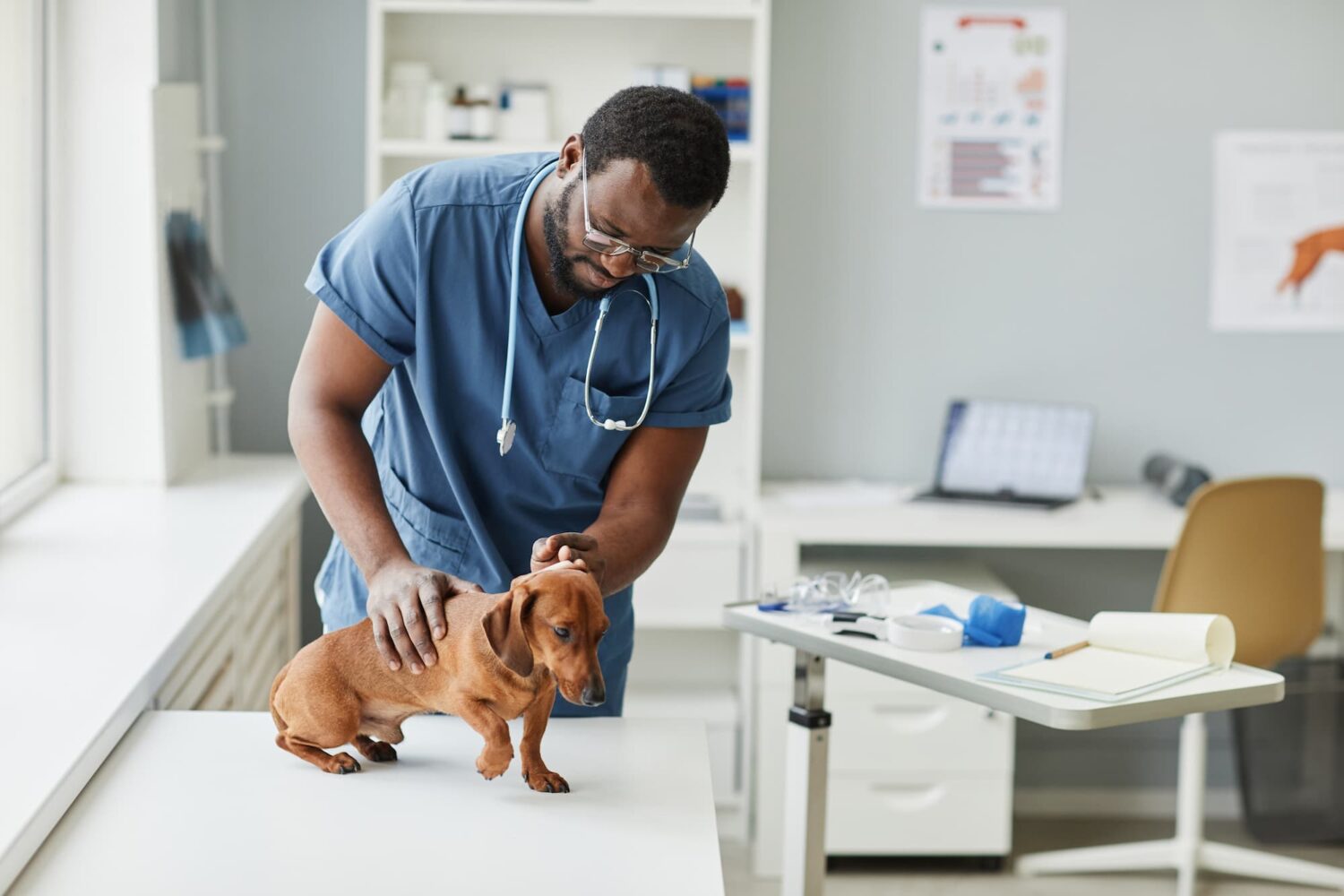 E61d31797a3f22ffefc63775b31ab7b1 1500x1000 Young Leaders how animal hospitals support long term pet wellness