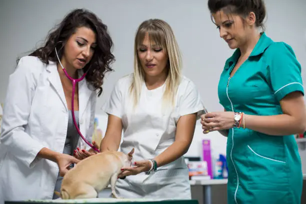 Istockphoto 1165670176 612x612 Young Leaders 4 services that distinguish animal hospitals from small clinics